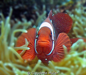 "Clown Fish" in anenome in Lembah Strait. by Claudette Muller 